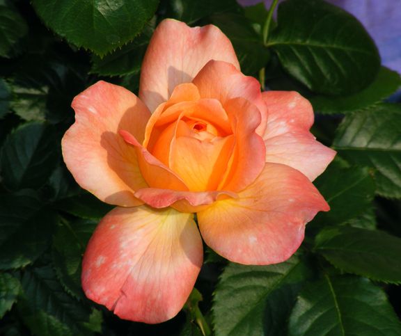 English Sonnet photo es2013_06210052_zps14c77a51.jpg